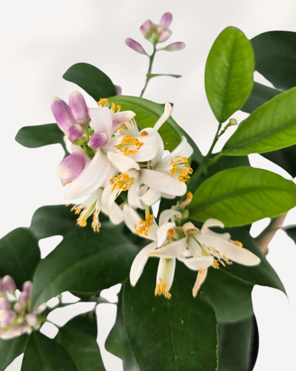 Citrus Meyer Lemon