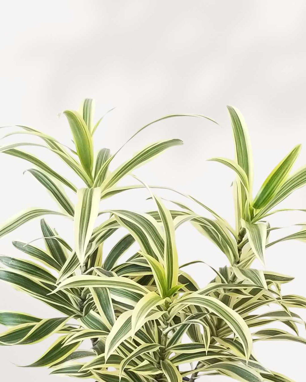 Dracaena Reflexa 'Song of India' Indoor Plant