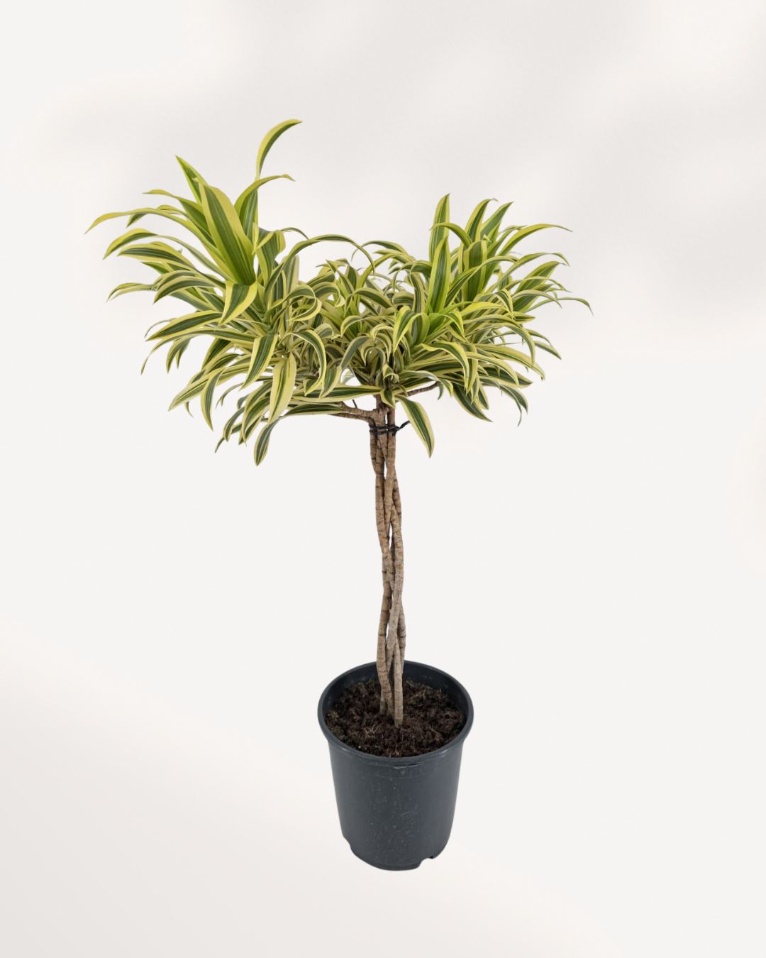 Dracaena Reflexa 'Song of India' Indoor Plant