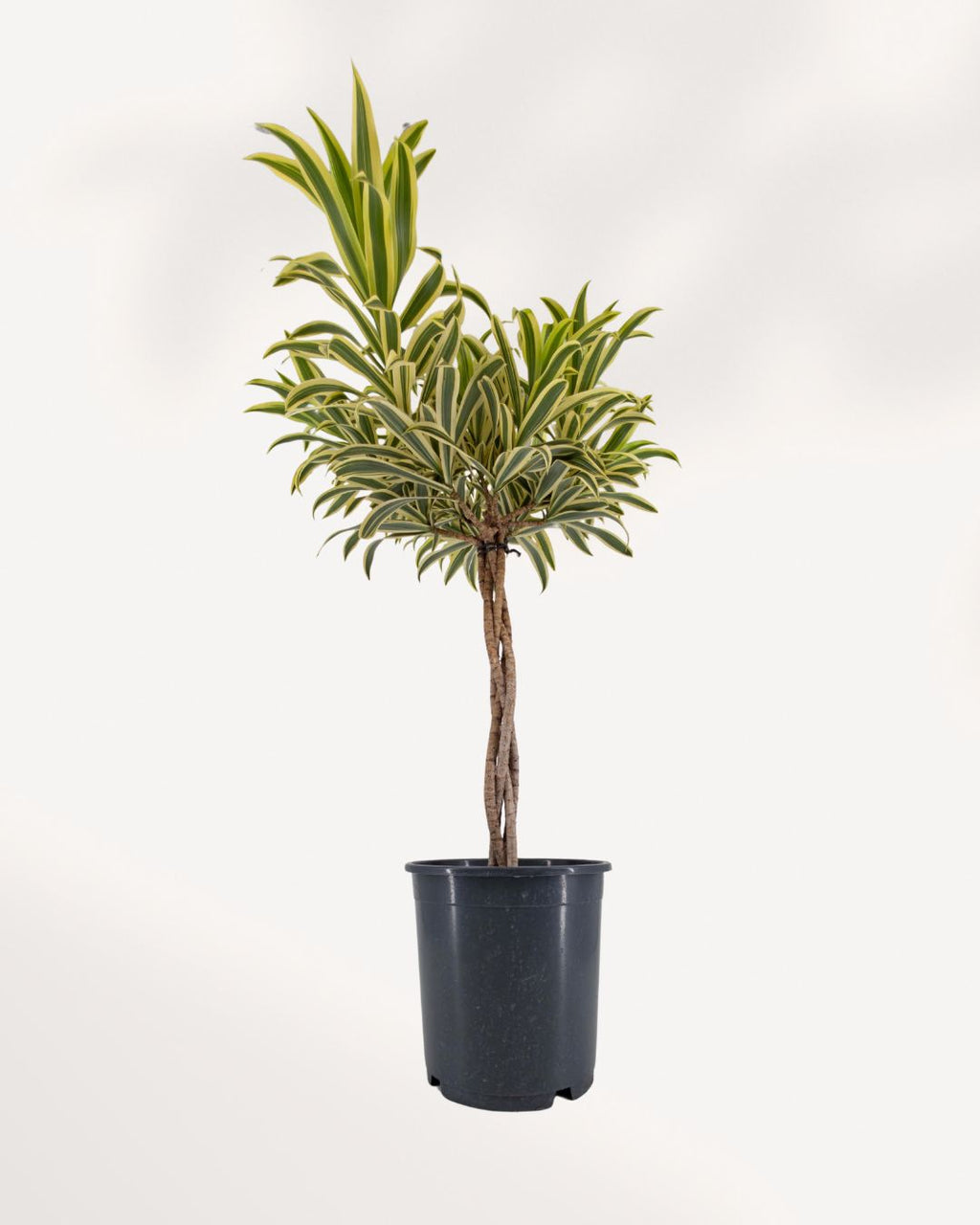 Dracaena Reflexa 'Song of India' Indoor Plant